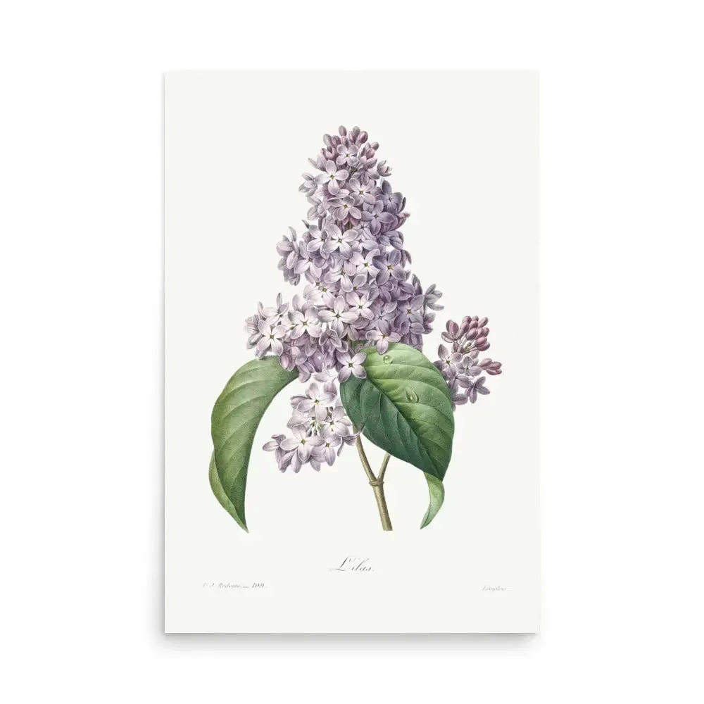 Lilac Blossom – Vintage Floral Poster (Unframed)