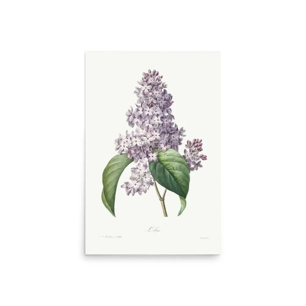 Lilac Blossom – Vintage Floral Poster (Unframed)