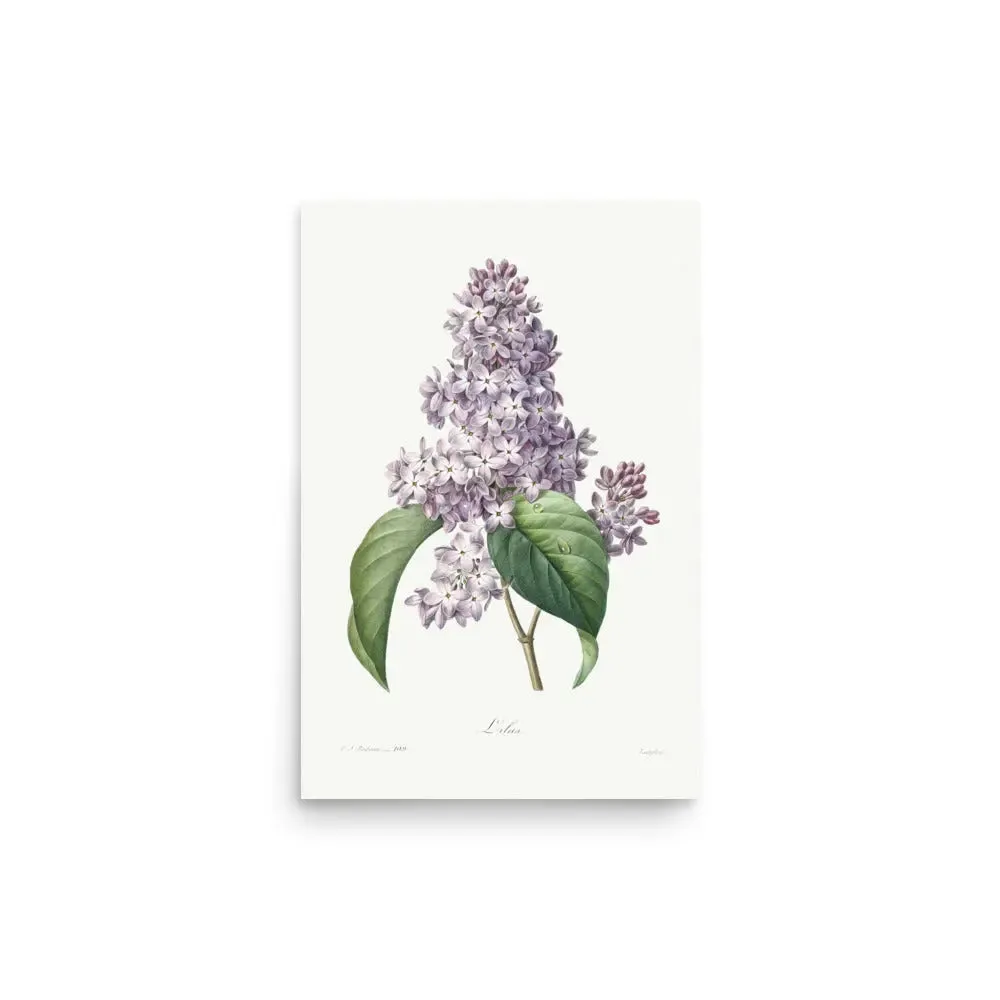 Lilac Blossom – Vintage Floral Poster (Unframed)
