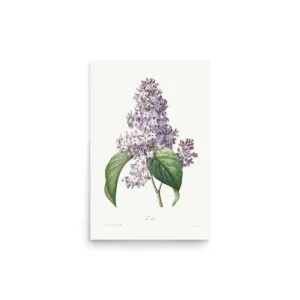 Lilac Blossom – Vintage Floral Poster (Unframed)