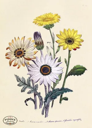 PDXC19330a -- Flowers