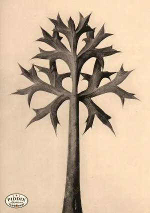 PDXC20197 -- Macro Sepia Leaf