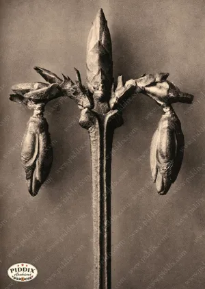 PDXC20221 -- Macro Sepia Tree Buds