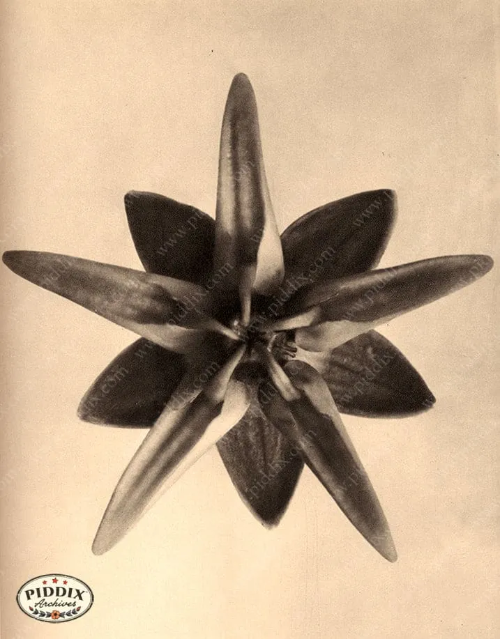 PDXC20233 -- Macro Sepia Flower