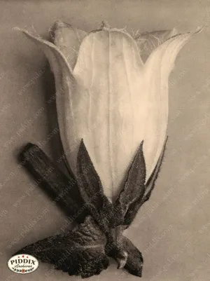 PDXC20275 -- Sepia Flower