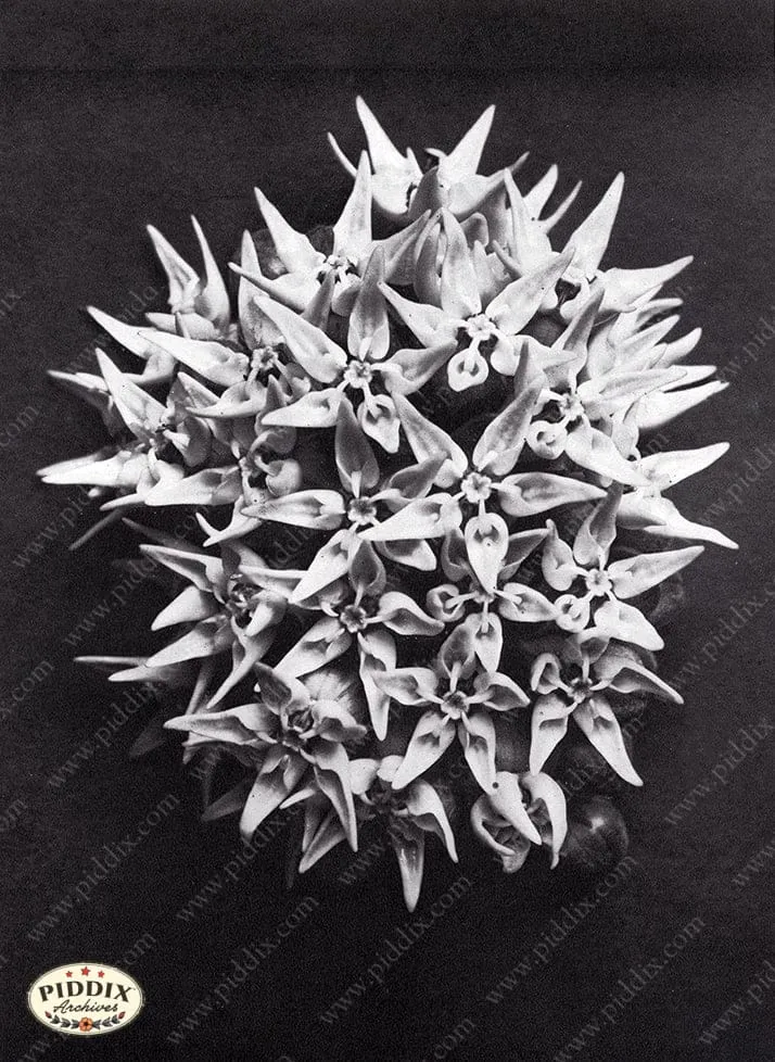PDXC20277 -- Black and White Flower Cluster