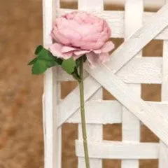 Peony Stem, Pink