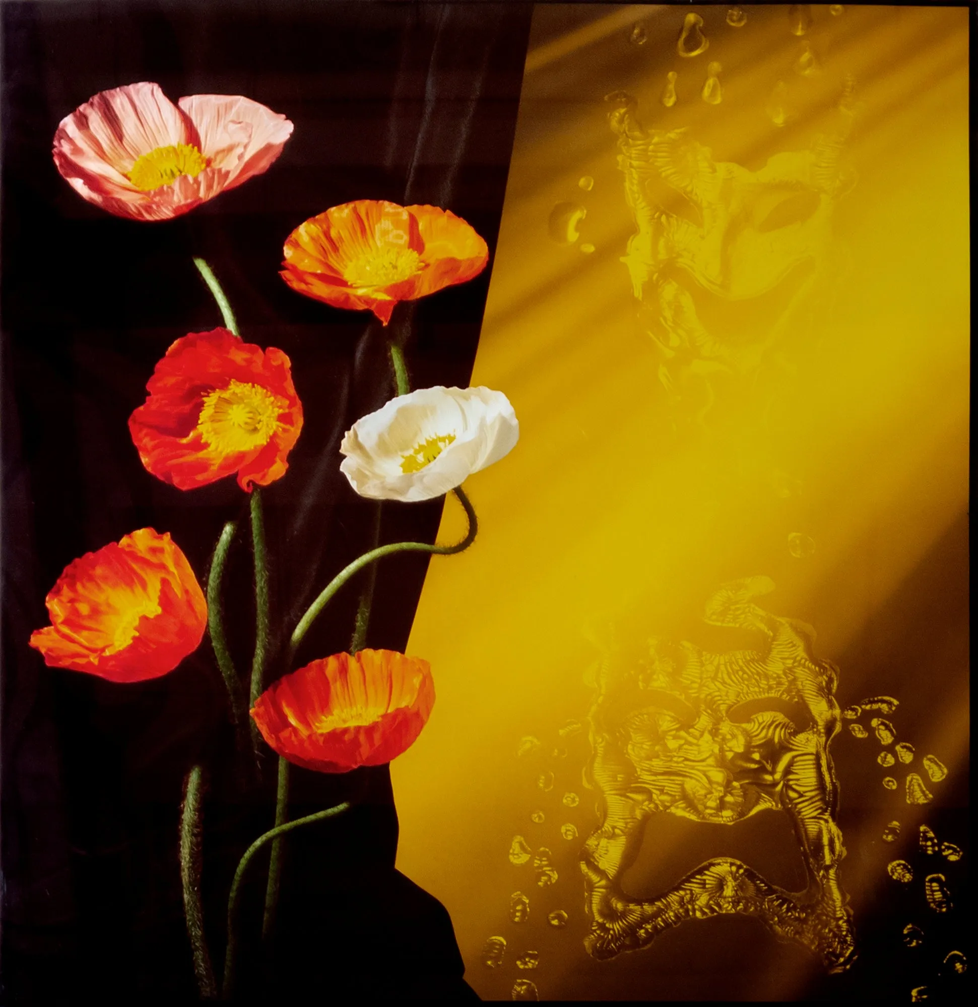 Poppies