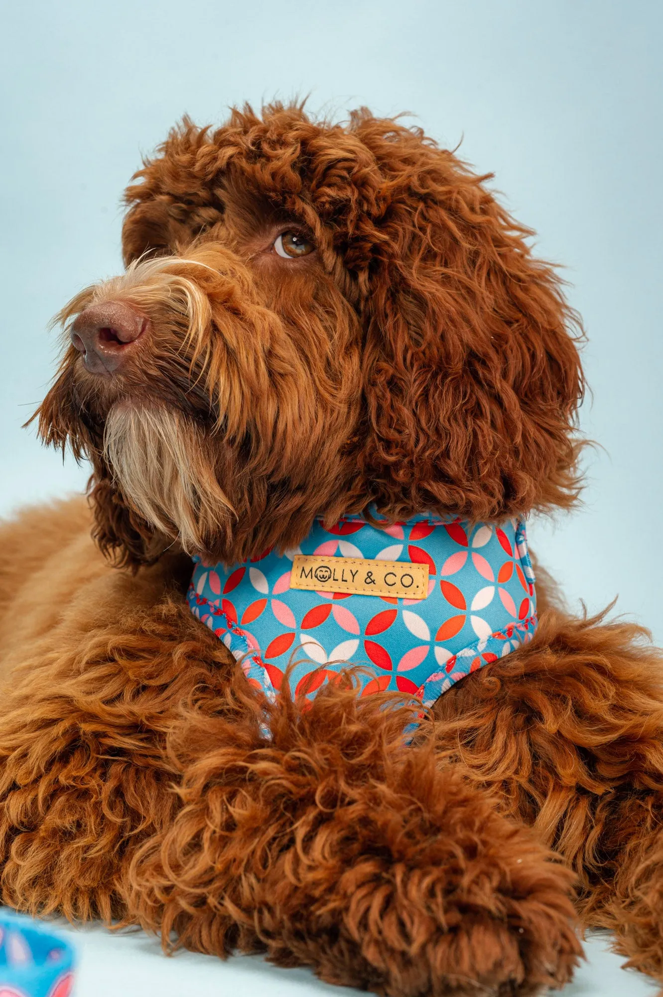 Santorini - Adjustable Dog Harness - FINAL SALE