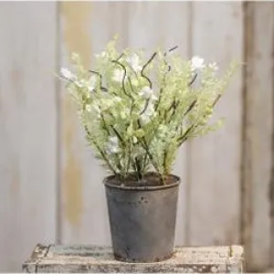 White Lobelia Potted Ornamental Plant